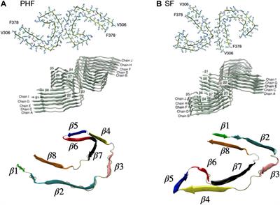 Insight Into Seeded Tau Fibril Growth From Molecular Dynamics Simulation of the Alzheimer’s Disease Protofibril Core